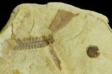Plate of Pennsylvanian Seed Fern Fossils - Kansas #130259-1